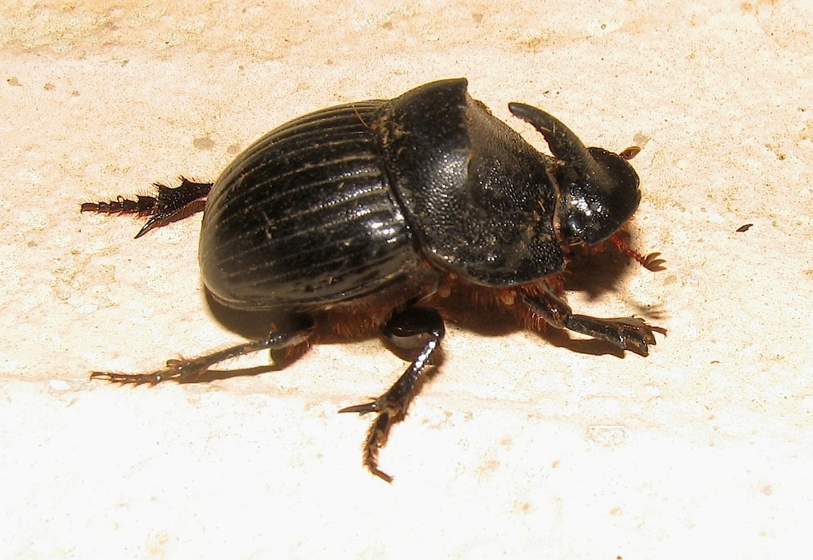 Copris hispanus ssp. hispanus - Scarabeidae